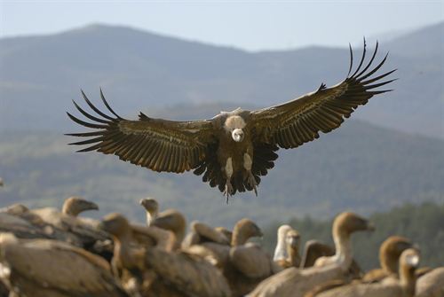 Cataluña envía 14 buitres recuperados leonados recuperados en centros de fauna a Bulgaria