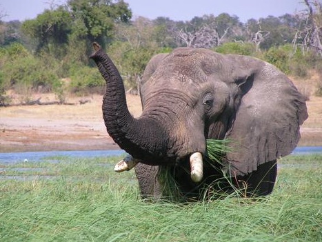 Navarra interviene tres colmillos de elefante tallados que se vendían por Internet