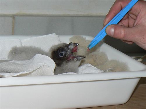 Jaén. Centro de Cría de Quebrantahuesos cuenta con 9 huevos y espera que los primeros nazcan a inicios de febrero