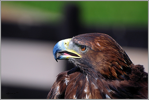 Águila ibérica imperial de origen español en el Baixo Alentejo (Portugal)