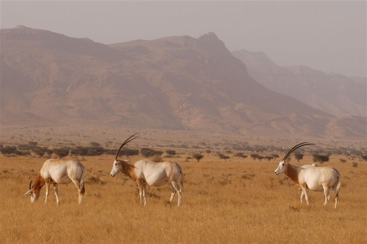 Extinción inminente del ‘Adax del Sáhara’