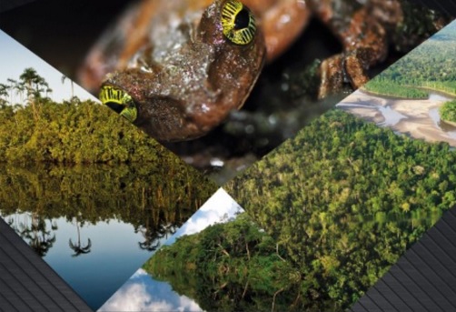 ‘Observatorio Amazónico’