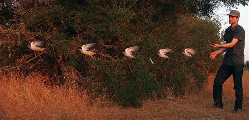 Conoce la compleja ruta migratoria de los cucos