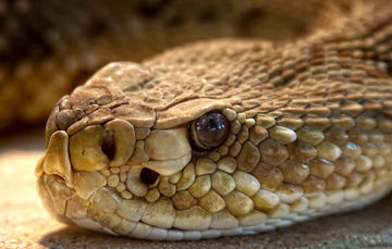 México: El escudo nacional