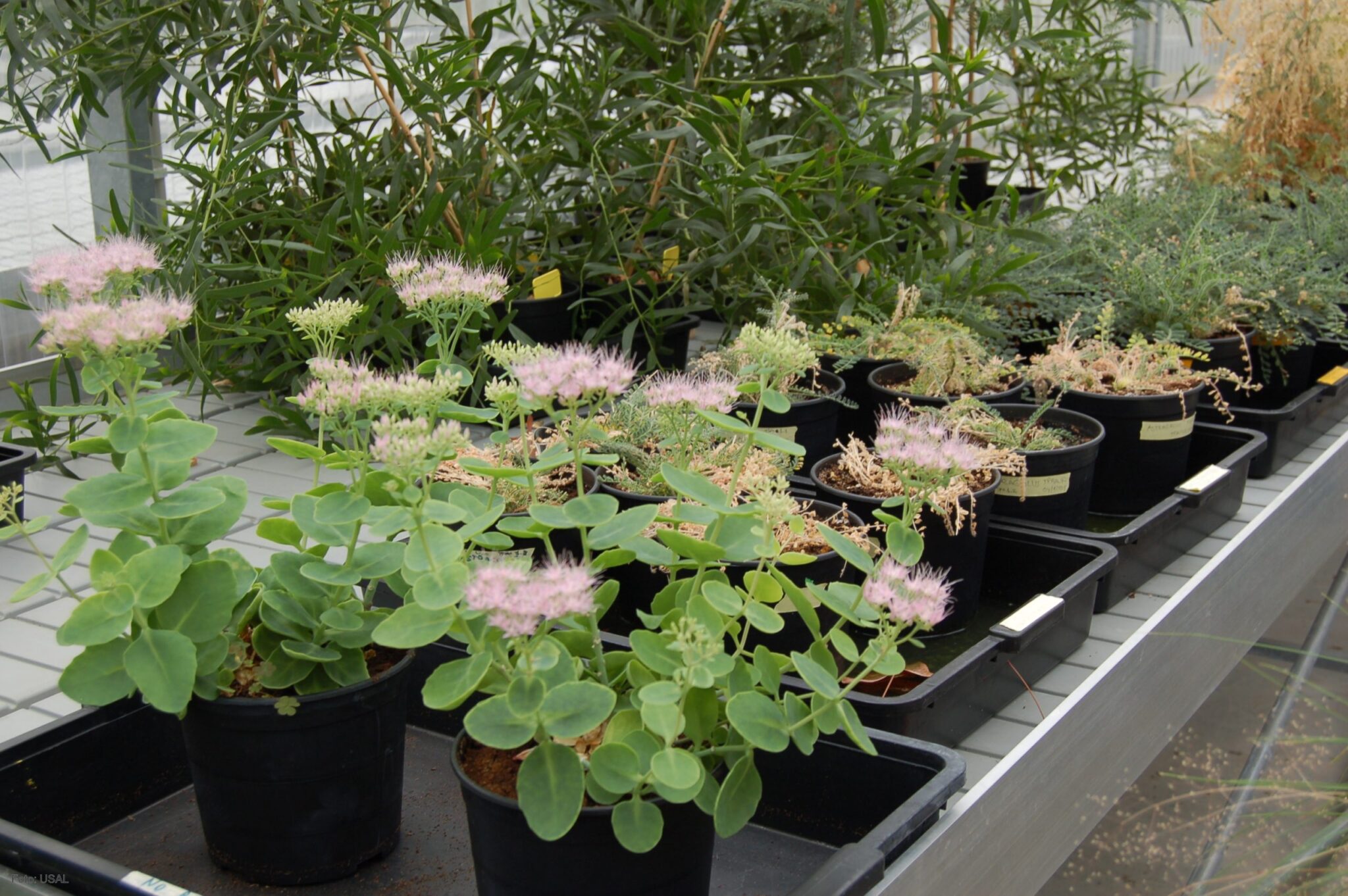 Los bancos de germoplasma de Salamanca y Gijón almacenarán sus semillas por duplicado