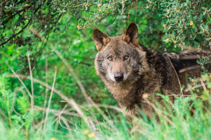 Guía de la UE para proteger animales