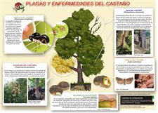 Extremadura edita un cartel de las plagas y enfermedades del castaño