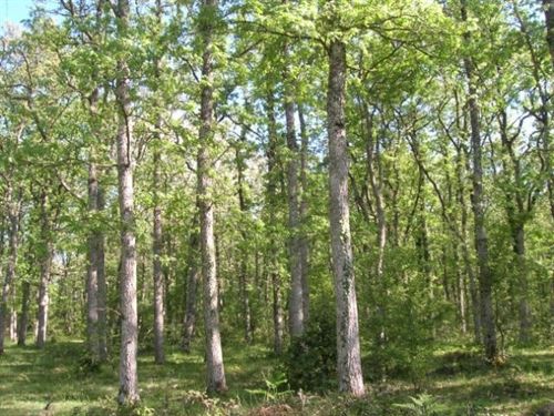 El Parque Natural de Izki (Álava) alberga al 30% de la población de Pico Mediano de la Península Ibérica