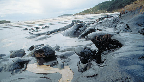 Amigos de la Tierra Internacional solicita a Shell que se responsabilice