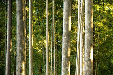 Mañana comienza la V Jornada de Protección Forestal
