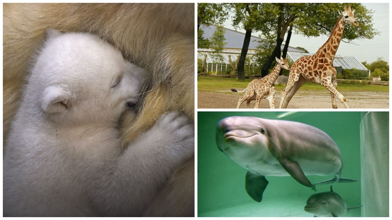 Las mejores escenas familiares de animales del planeta