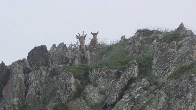 Las cabras salvajes destruyen siete de cada diez tejos inventarios de la Serra de Tramuntana