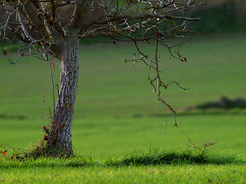 La Consejería de Medio Ambiente oferta ocho campos de voluntariado en espacios naturales protegidos de Andalucía