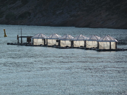 Descubierta una nueva estrategia de adaptación en las bacterias marinas