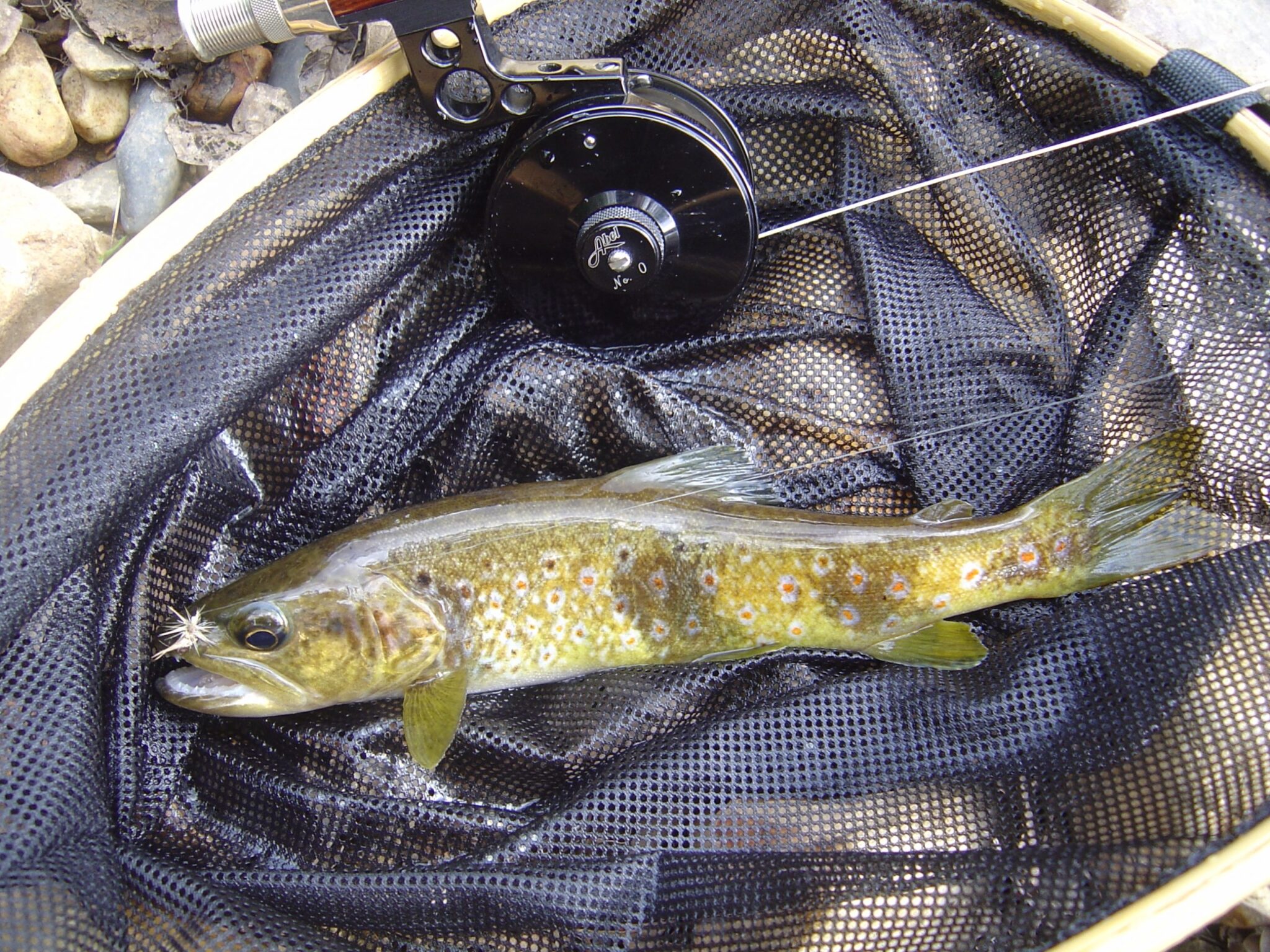 La repoblación con truchas no autóctonas en los ríos daña la diversidad ecológica