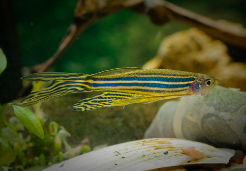 Por qué los peces cebra regeneran las células del oído y los humanos no