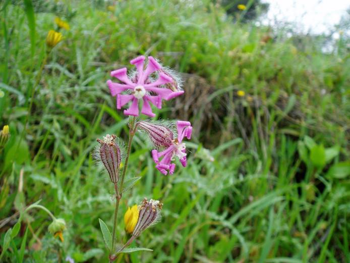 Andalucía. Colectadas 188 muestras de flora silvestre para su conservación de especies de interés