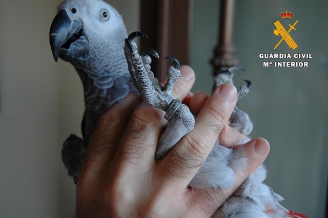 El Seprona aprehende dos especímenes de loro gris africano a dos vecinos de Fuente Palmera (Córdoba)