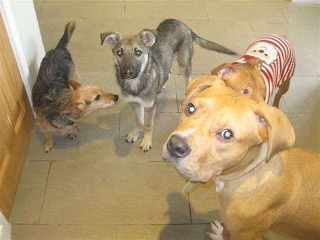 El perro que ‘lloraba’ por las caricias humanas (Vea VIDEO)