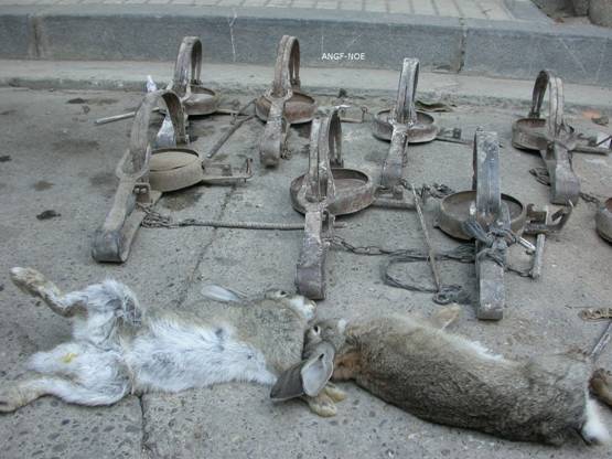 Imputados varios vecinos por la colocación de cepos ilegales en Judes (Soria)