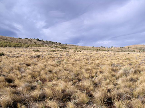 La distribución de las plantas en un paisaje podría usarse como un indicador de los efectos del calentamiento global