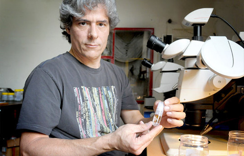 Científicos argentinos describen por primera vez la hembra de un arácnido australiano