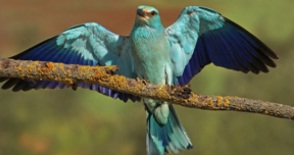 Participa en el primer I Censo popular de carraca Del 15 de abril al 15 de mayo