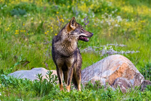 Los cupos de caza del lobo en Castilla y León como modelo de no gestión
