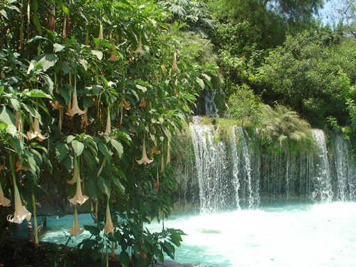 Nueva ciencia para entender los ecosistemas