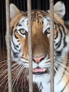 Costa Rica. Esta empresa dice que traerán tigres bengala al país