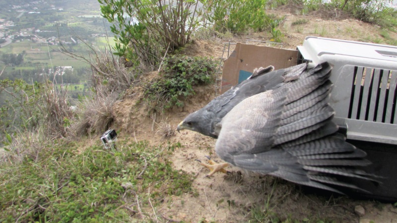 Liberadas 18 aves rapaces en Imbabura