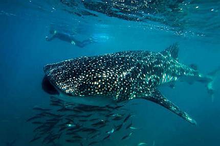 Has plantado un árbol