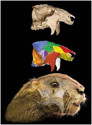 El mamífero ancestral con sentidos muy desarrollados de Madagascar era herbívoro