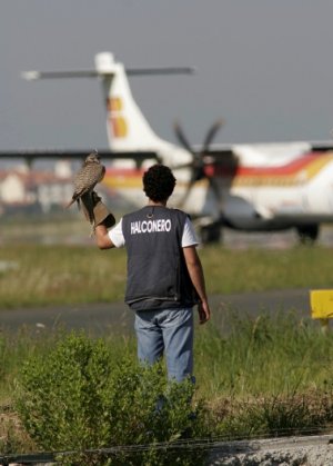 Cien halconeros previenen accidentes en 33 aeropuertos españoles