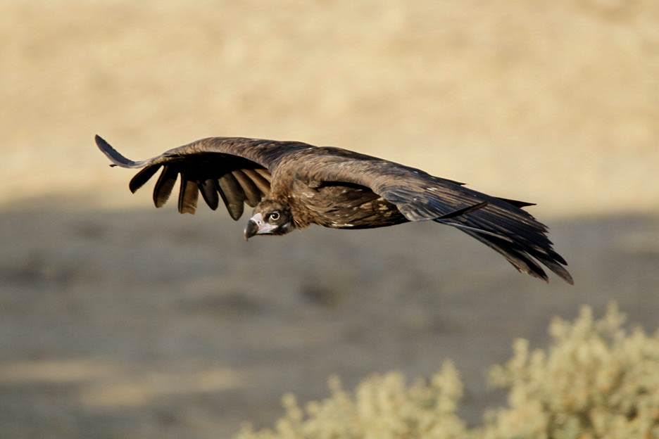El buitre negro vuelve a la Sierra de la Demanda tras la liberación de quince ejemplares