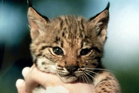 La primera hembra de lince nacida en cautividad liberada en Jaén da a luz a cuatro cachorros