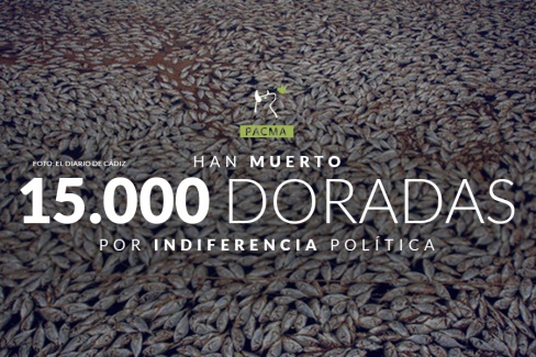 15.000 doradas han muerto ya en la piscifactoría que PACMA denunció