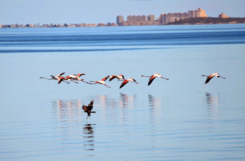 Han mejorado los valores de concentración de luz en el fondo del Mar Menor