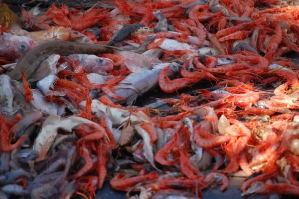 Escándalo mayúsculo en Baleares sobre la pesca de los últimos 60 años