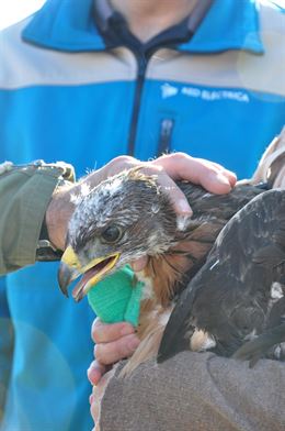 Plan de recuperación del águila-azor perdicera