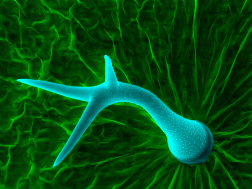 Una familia de proteínas controla la resistencia de las plantas a la sequía