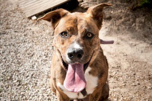 Quién entrena perros para matar