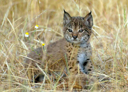 Imágenes en directo de cachorros de lince ibérico nacidos en el Centro de cría El Acebuche