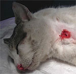 Un ‘sujeto’ mata a golpes al gato de su pareja