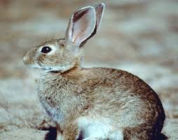 La Asociación Abeque pide la rectificación del Consejero de Medio Ambiente del Cabildo Insular de Canarias ante su intención de incrementar la población de conejos