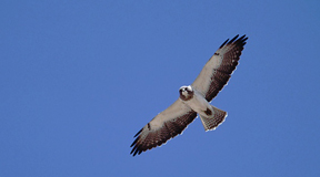 Más de 60.000 aves de 25 especies distintas cruzan el Estrecho de Gibraltar durante la primavera