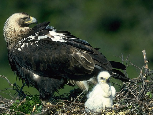 El águila imperial cría en Cádiz 60 años después de extinguirse la especie en la provincia