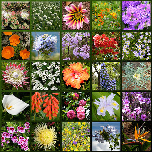 El panel de interpretación Logroño y sus flores representa doce de las especies florales