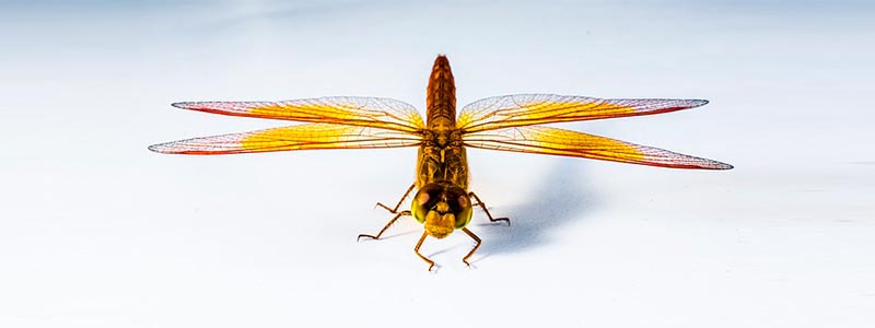 Alistan Congreso Nacional de Entomología en Oaxaca