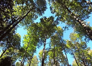 Abren 2do concurso de Iniciativas sustentables en reservas de la región de los Lagos